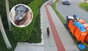 Polícia confirma que vídeo mostra cão Orelha após horário da agressão