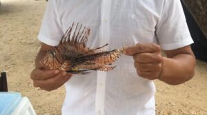 Prefeitura alerta banhistas sobre perigos da espécie marinha peixe-leão nas praias do município