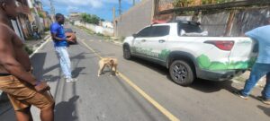 Mudança que reforça a causa animal: SUPPA se transforma em SPDA e muda de secretaria em Lauro de Freitas