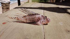 Lauro de Freitas: Peixe-leão é encontrado pela equipe da Salvamar em praia do município