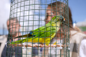 Entrega voluntária de aves silvestres reforça ações de proteção à fauna em Lauro de Freitas